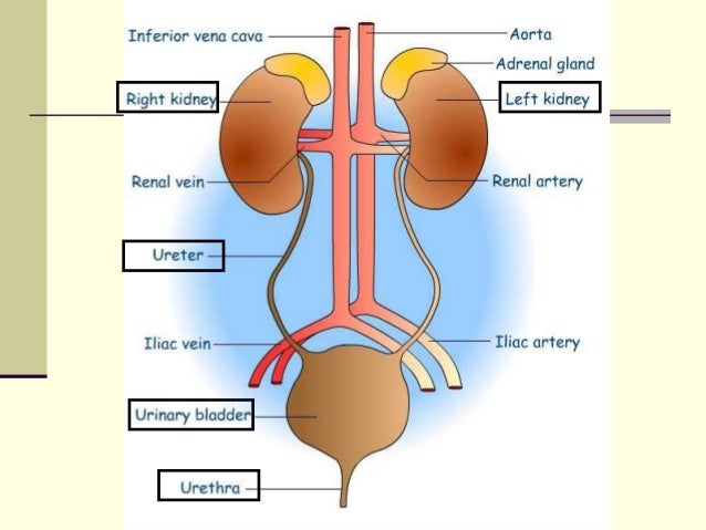 urinary-system-an-overview-rishu-shukla