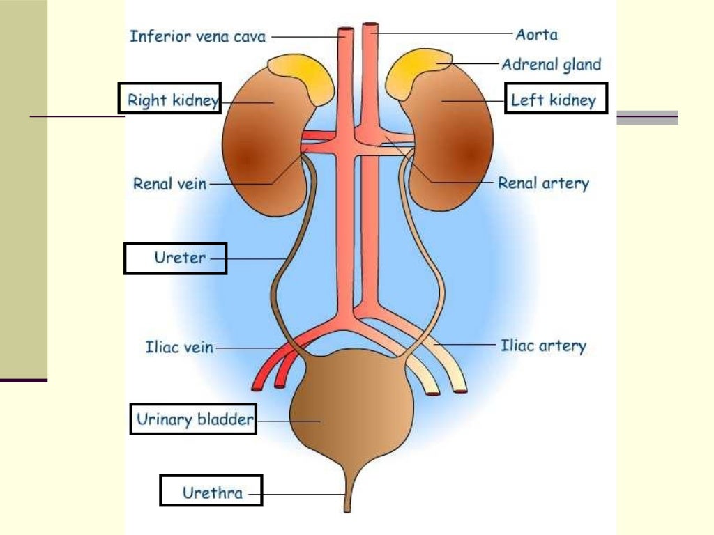 Anatomy and Physilogy of Urinary System (Renal System)