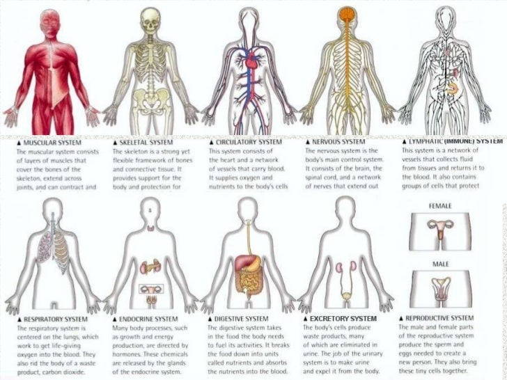 A and p ch 1 human body an orientation