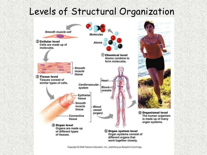 A and p ch 1 human body an orientation