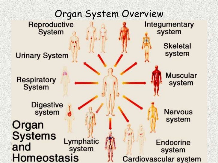 A and p ch 1 human body an orientation