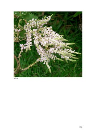 Então depois desta pequena e gloriosa guerra de dois personagens, deste que é o momento mais TENSO de Cantares, o dos olhos de Sunamita nos olhos de Salomão, Sunamita abre um largo sorriso. O sorriso que fez com que um dia Salomão por ela se apaixonasse, o sorriso que um dia arrebatou seu coração. O sorriso que era a maior alegria de sua própria vida. E a repetição de um refrão, que se não senão foi expresso de modo audível, foi  