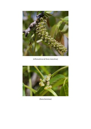 260 
http://www.tatzpit.com/site/en/pages/inPage.asp?catID=9&subID=27 
http://www.tatzpit.com/site/en/pages/inPage.asp?catID=9&subID=27 
Israel possui uma variedade de pombas, mas Salomão caracteriza uma que habita nas 
rochas, que morava em alats montanhas e se abrigava do inverno nas fendas do penhasco. 
A pomba era uma o anima que os pobres sacrificama no templo, por não disporem de 
recursos para disporem de uma ovelha, cabrito ou bezerro. Os olhos de Salomão fitam os 
olhos de Sunamita e dizem que eles são parecidos com o da pomba. Que algo neles 
lembrava o olhar deste pássaro. A pomba não possui expressão, não é capaz de demonstrar 
nem alegria e nem sofrimento através de seus olhos. Os animais apresentam-se por vezes 
com expressões na qual enxergamos emoções. 
Mas a pomba não. 
 