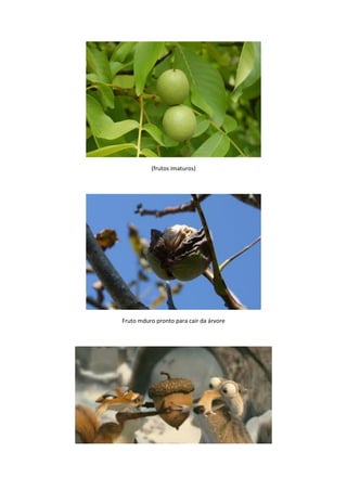 O modo como um pombo expressa suas emoções é movendo-se ou arrulhando. Correndo, 
voando, dançando. Um pombo apaixonado realiza uma engraçadíssima dança diante da 
amada. Os pombos têm um caráter pacífico. Não veremos um filme de terror baseado em 
pombos (bem...). Salomão está dizendo que pagaria para saber o que ela está pensando. 
Quando uma namorada fica em silencio é um momento de grande temor para o homem. 
Os olhos dela não descortinavam seu interior, não transmitiam nem sua dor, nem sua 
alegria e nem sua paixão. Um olhar chio de mistério. Quando chegar o dia em que Jesus 
for dar início ao seu ministério sobre ele será visto pela primeira, e quase última vez, o 
Espírito Santo em forma de um ser vivo. A primeira vez que ele, o Espírito Criador, se 
deixa ENXERGAR, o faz em forma de uma pomba. O Espírito vê na amada sua natureza, 
sua simplicidade, sua paz. Note que o Espírito de Deus não desce na forma de um 
POMBO. Mas de uma Pomba, a mesma palavra usada em Cânticos. Em hebraico o gênero 
da palavra “espírito” é feminino. É ruah. No grego também. A pneuma. Alma, outra 
palavra relacionada à nossa formação espiritual é também feminino, tanto em grego como 
em hebraico. Psique e Nefesh, respecticamente. 
O Espírito se vê INTEGRALMENTE refletido na Igreja. Em Cristo não há diferença, 
servo, livre, judeu, gentio, homem ou mulher. Todos somos tratados de modo semelhante, 
com os mesmos direitos, herdeiros da mesma vocação, das mesmas riquezas. Ouvi sobre 
determinadas igrejas que impedem das mulheres ensinarem ou pregarem em seus púlpitos. 
Não é assim que o Espírito enxerga o ministério feminino, ou a condição espiritual da 
mulher em Cristo. O olhar da amada não permite que ela expresse o que sente, é uma 
CORTESIA. A Sunamita está vermelha e seus olhos brilham. A moça apaixonada se 
denuncia até pela dilatação das pupilas. 
261 
 