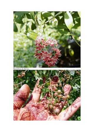 40 
Extraído em sua maior parte da obra de Hugh Johnson "The Story of Wine" da editora 
Mitchell-Beazley, Londres, 1989 
CICLO DA VIDEIRA 
Tal como todas as plantas de folha caduca, a videira depende da temperatura ambiente para 
suportar toda a actividade enzimática que está na base do seu ciclo vegetativo. Após a 
vindima, com o avançar do Outono e o consequente abaixamento das temperaturas, a 
videira vai deixando de ter condições que suportem a sua actividade, as folhas amarelecem 
e acabam por cair. Entre fim do Outono e o princípio do Inverno a videira entra em 
repouso vegetativo e só dele sairá quando as temperaturas médias do solo ultrapassarem os 
12°C. É durante este período de repouso vegetativo que se realiza a já referida poda. 
 
