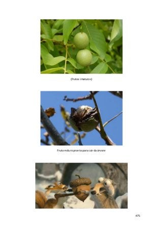 475 
(frutos imaturos) 
Fruto mduro pronto para cair da árvore 
 