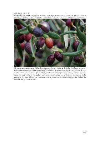 O L I V E I R A S 
Quando Jesus nasceu em Belém, todo o vale dos pastores estava coberto de oliveira zait ou 
etz-zait, nome no original hebraico. Jesus é a oliveira verdadeira. 
Há uma característica na folha desta árvore. A parte inferior da folha é coberta por uma 
miniatura em escalas esbranquiçadas e prateadas, enquanto que a parte superior é de um 
verde escuro. O contraste das sombras produz um brilho prateado único, quando o vento 
tange as suas folhas. Os galhos externos movimentam-se na brisa e expõem o lado 
prateado de suas folhas, em contraste com a parte verde escuro no topo das folhas do 
interior dos galhos imóveis. 
555 
 