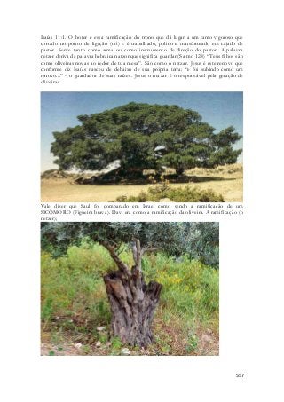 Isaías 11:1. O hoter é essa ramificação do trono que dá lugar a um ramo vigoroso que 
cortado no ponto de ligação (nó) e é trabalhado, polido e transformado em cajado de 
pastor. Serve tanto como arma ou como instrumento de direção do pastor. A palavra 
netzer deriva da palavra hebraica natzor que significa guardar (Salmo 128) “Teus filhos são 
como oliveiras novas ao redor de tua mesa”. São como o netzar. Jesus é este renovo que 
conforme diz Isaías nasceu de debaixo de sua própria terra: “e foi subindo como um 
renovo...” - o guardador de suas raízes. Jesus o netzar é o responsável pela geração de 
oliveiras. 
Vale dizer que Saul foi comparado em Israel como sendo a ramificação de um 
SICÔMORO (Figueira brava). Davi era como a ramificação da oliveira. A ramificação (o 
netzer); 
557 
 