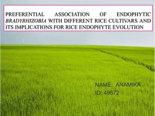 PREFERENTIAL ASSOCIATION OF ENDOPHYTIC
BRADYRHIZOBIA WITH DIFFERENT RICE CULTIVARS AND
ITS IMPLICATIONS FOR RICE ENDOPHYTE EVOLUTION
NAME: ANAMIKA
ID: 49672
 
