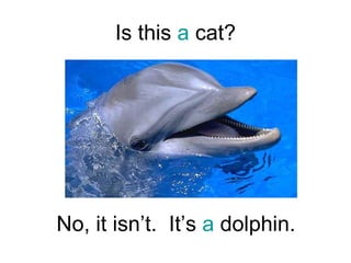 Is this  a  cat? No, it isn’t.  It’s  a  dolphin. 