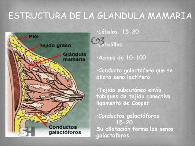 Anatomia Del Mama