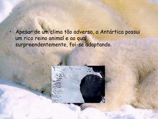 Apesar de um clima tão adverso, a Antártica possui um rico reino animal e ao qual,                        surpreendentemente, foi-se adaptando. 