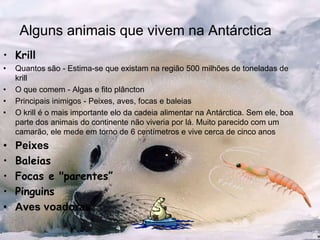 Alguns animais que vivem na AntárcticaKrillQuantos são - Estima-se que existam na região 500 milhões de toneladas de krillO que comem - Algas e fito plânctonPrincipais inimigos - Peixes, aves, focas e baleiasO krill é o mais importante elo da cadeia alimentar na Antárctica. Sem ele, boa parte dos animais do continente não viveria por lá. Muito parecido com um camarão, ele mede em torno de 6 centímetros e vive cerca de cinco anosPeixesBaleiasFocas e "parentes”PinguinsAves voadoras