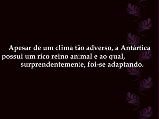 Apesar de um clima tão adverso, a Antártica possui um rico reino animal e ao qual,  surprendentemente, foi-se adaptando.   