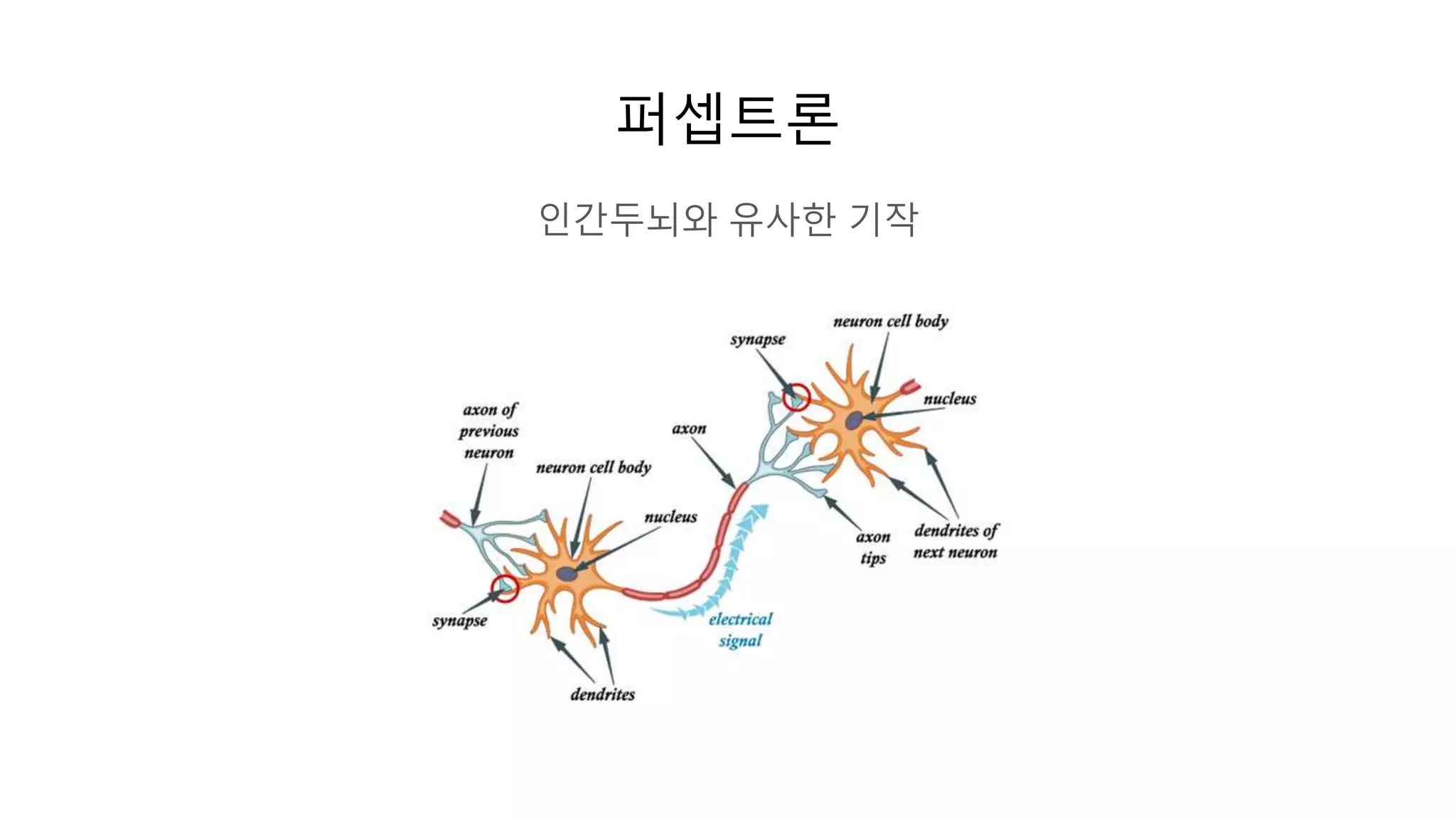퍼셉트론
인간두뇌와 유사한 기작
 