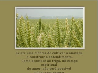 Existe uma ciência de cultivar a amizade
e construir o entendimento.
Como acontece ao trigo, no campo
espiritual
do amor, não será possível
 
