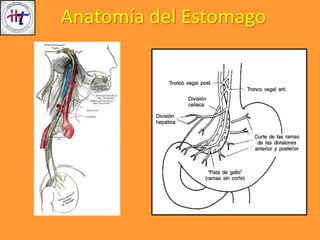Anatomía del Estomago
 