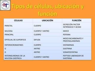 CELULAS UBICACIÓN FUNCIÓN
PARIETAL CUERPO
SECRECIÓN FACTOR
INTRÍNSECO Y ÁCIDO
MUCOSA CUERPO Y ANTRO MOCO
PRINCIPAL CUERPO PEPSINA
EPITELIAL DE SUPERFICIE DIFUSA
MOCO BICARBONATO Y
PROSTAGLANDINAS
ENTEROCROMAFINES CUERPO HISTAMINAS
G ANTRO GASTRINA
D ANTRO SOMATOSTATINA
INTERNEURONAS DE LA
MUCOSA GÁSTRICA
CUERPO Y ANTRO
PEPTIDO LIBERADOR DE
GASTRINA
Tipos de células, ubicación y
función
 