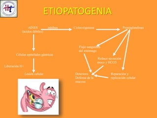 AINES inhiben Ciclooxigenasa Prostaglandinas
(ácidos débiles)
Flujo sanguíneo
del estómago
Células epiteliales gástricas
Reduce secreción
moco y HCO3
Liberación H+
Lesión celular Deterioro Reparación y
Defensa de la replicación celular
mucosa
ETIOPATOGENIA
 