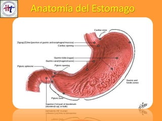 Anatomía del Estomago
 