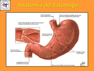 Anatomía del Estomago
 