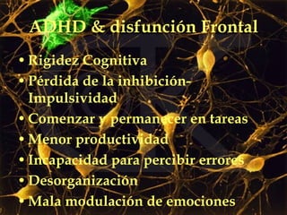 ADHD & disfunción Frontal Rigidez Cognitiva Pérdida de la inhibición-Impulsividad Comenzar y permanecer en tareas Menor productividad Incapacidad para percibir errores Desorganización Mala modulación de emociones 