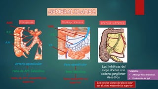 Vena apendicular
Vena ileocólica
Vena mesentérica
superior
AMS
R.IC
A.A
Arteria apendicular
rama de Art. Ileocólica
rama de Art. mesentérica
superior
VA
V.IC
VMS
Los linfáticos del
ciego drenan a la
cadena ganglionar
ileocólica
Los nervios vienen del plexo solar
por el plexo mesentérico superior.
FUNCIÓN:
 Albergar flora intestinal.
 Producción de IgA
 