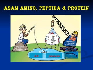 AsAm Amino, peptidA & protein




          AA   protein
 
