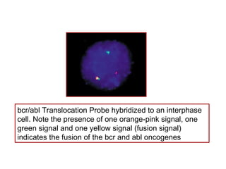 aaplications of molecular cytogenetics.ppt