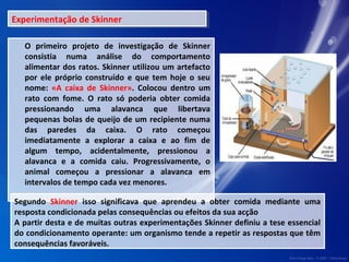 Experimentação Experimentação d dee S Skkininnneerr 
O primeiro projeto de investigação de Skinner 
consistia numa análise do comportamento 
alimentar dos ratos. Skinner utilizou um artefacto 
por ele próprio construído e que tem hoje o seu 
nome: «A caixa de Skinner». Colocou dentro um 
rato com fome. O rato só poderia obter comida 
pressionando uma alavanca que libertava 
pequenas bolas de queijo de um recipiente numa 
das paredes da caixa. O rato começou 
imediatamente a explorar a caixa e ao fim de 
algum tempo, acidentalmente, pressionou a 
alavanca e a comida caiu. Progressivamente, o 
animal começou a pressionar a alavanca em 
intervalos de tempo cada vez menores. 
Segundo Skinner isso significava que aprendeu a obter comida mediante uma 
resposta condicionada pelas consequências ou efeitos da sua acção 
A partir desta e de muitas outras experimentações Skinner definiu a tese essencial 
do condicionamento operante: um organismo tende a repetir as respostas que têm 
consequências favoráveis. 
 