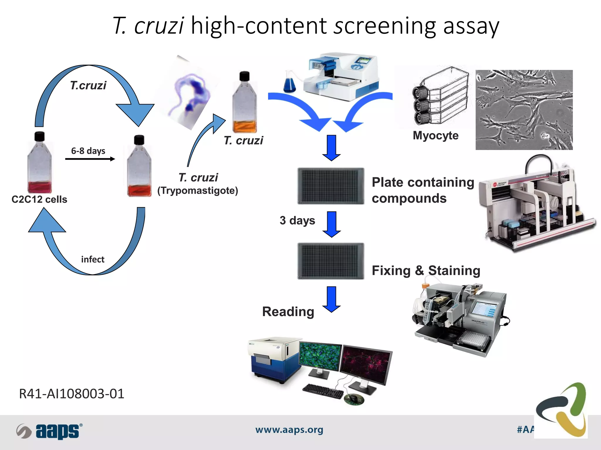 T. cruzi
C2C12 cells
6-8 days
infect
T. cruzi
(Trypomastigote)
T. cruzi high-content screening assay
Plate containing
compounds
T.cruzi
Myocyte
Fixing & Staining
Reading
3 days
R41-AI108003-01
 
