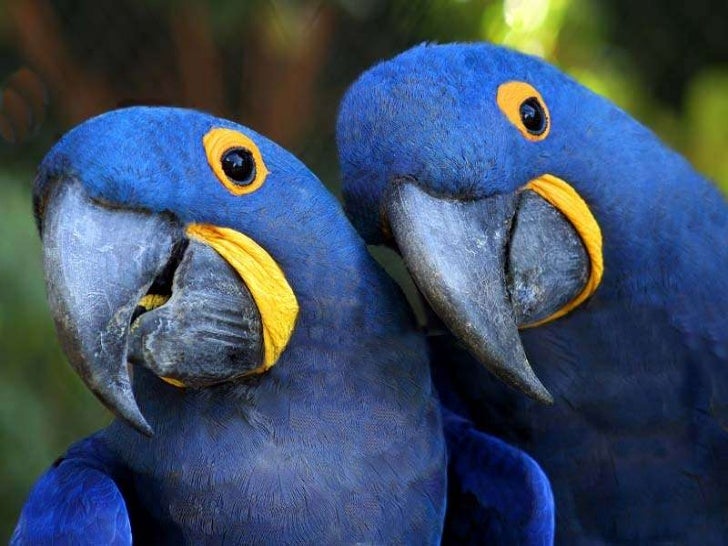 Hyacinth Macaw slideshare