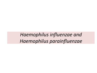 Haemophilus influenzae and
Haemophilus parainfluenzae
 
