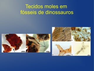 Tecidos moles em
fósseis de dinossauros
 