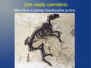 Mamífero e peixes fossilizados juntos
Um vasto cemitério
 