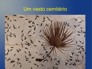 Um vasto cemitério
 