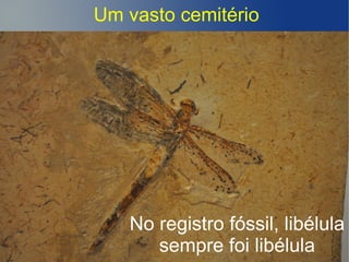 Um vasto cemitério
No registro fóssil, libélula
sempre foi libélula
 