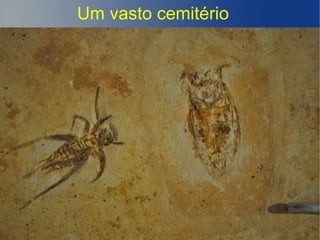 Um vasto cemitério
 