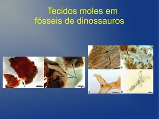 Tecidos moles em
fósseis de dinossauros
 