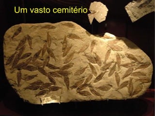Um vasto cemitério
 