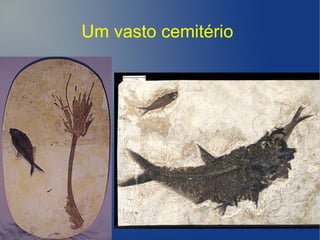 Um vasto cemitério
 