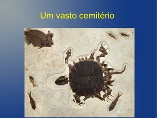 Um vasto cemitério
 