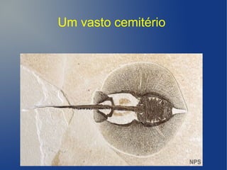 Um vasto cemitério
 