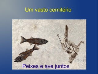 Um vasto cemitério
Peixes e ave juntos
 