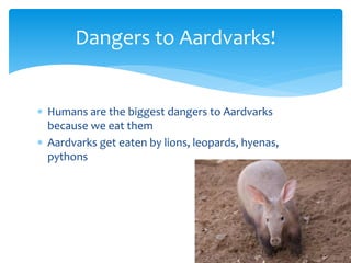 Aardvark programme | PPT