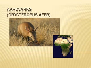 AARDVARKS
(ORYCTEROPUS AFER)

 
