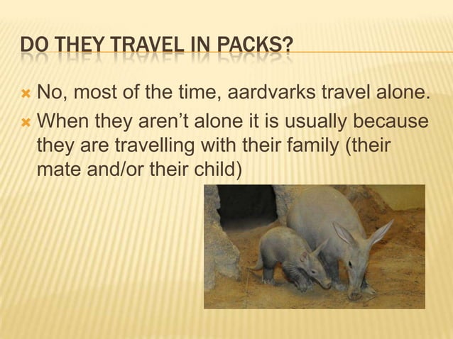 Educational powerpoint of Aardvarks | PPT