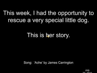 This week, I had the opportunity to rescue a very special little dog. This is her story. Song:  ‘Ache’ by James Carrington July 29, 2010 