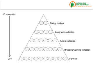 Conservation Use Safety backup Long term collection Active collection Breeding/working collection Farmers 