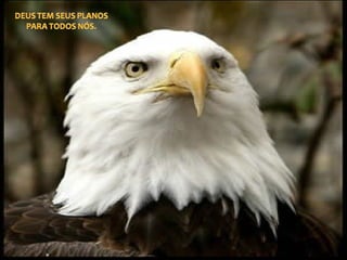 A arma dos derrotados